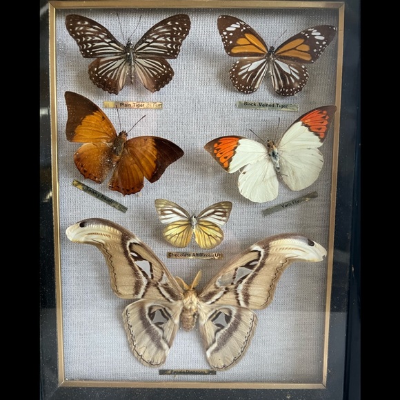 Vtg RARE Real taxidermy framed boxed moth/butterflies - Picture 11 of 14